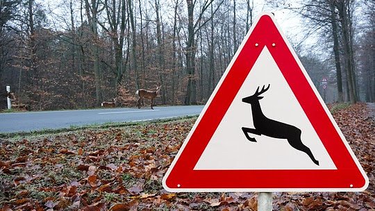 Vorsicht vor Wildwechsel in den Morgenstunden (Foto: ADAC)