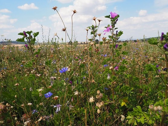 Bl&uuml;tenpracht am Feldrand (Foto: Wildtierland Hainich)