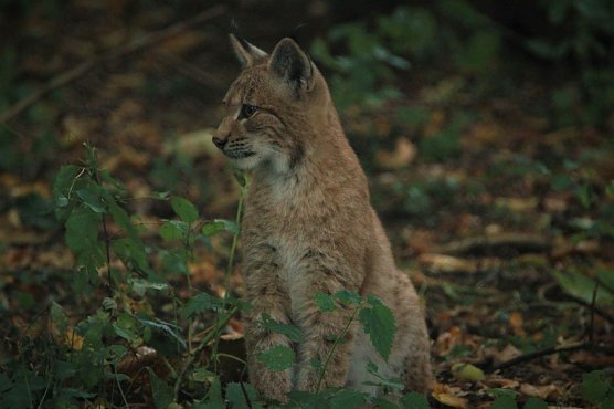 Jungtier Finja ist inzwischen gro&szlig; und hat eine neue Heimat gefunden (Foto: Wildtierland Hainich)