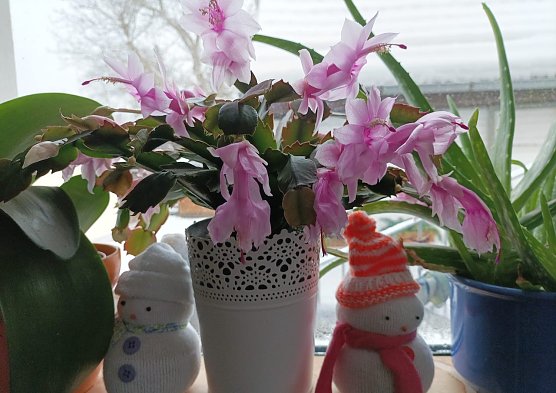 Blühender Kaktus mit Winterzauber (Foto: Thomas Leipold) Blühender Kaktus mit Winterzauber (Foto: Thomas Leipold)