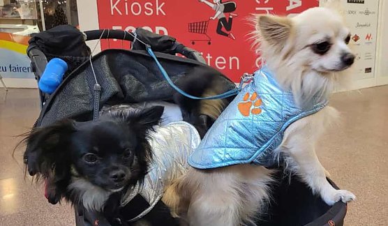 Zwei Hunde auf dem Weg zum Weihnachtsmarkt (Foto: Simone Klein aus Bad Frankenhausen)