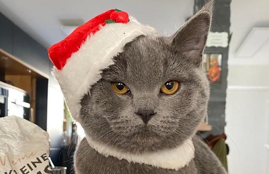 Selbstbewusster Küchenchef (Foto: Ilona D. ) Selbstbewusster Küchenchef (Foto: Ilona D. )