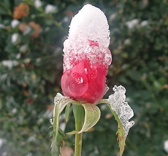 Schneekönigin im Wintergarten (Foto: Christoph Burkert ) Schneekönigin im Wintergarten (Foto: Christoph Burkert )