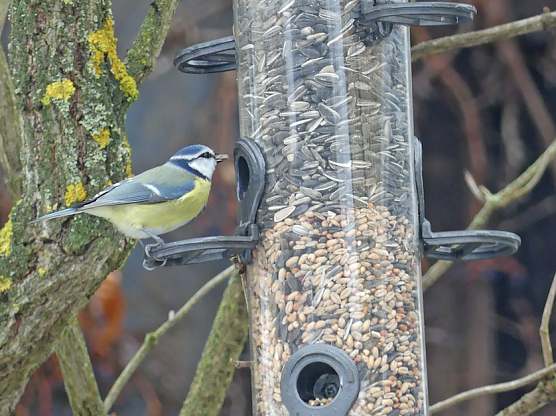 Blaumeise am Futtersilo (Foto: Clara Milde)