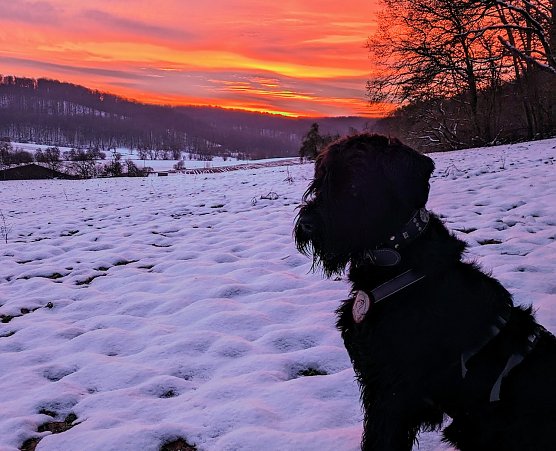 Riesenschnauzer Yuma im Morgenlicht (Foto: K.Kaufmann)