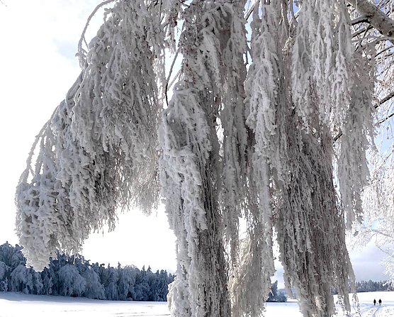 Wintertraum Th&uuml;ringer Wald, nahe Oberwirbach (Foto: Beate Balik)