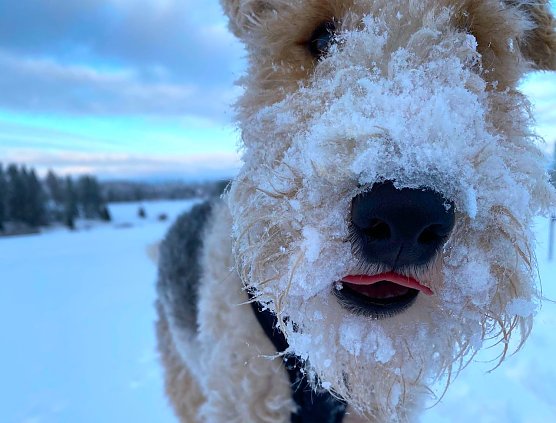 Prince spielt ung tobt im Schnee (Foto: xxxxx)