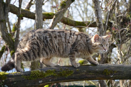 Wildkuder Leo  (Foto: Katrin Vogel)