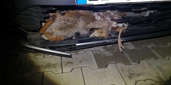 Fuchs mit Huhn im Maul &uuml;berlebte seinen n&auml;chtlichen Beutezug nicht (Foto: Silvio Dietzel)