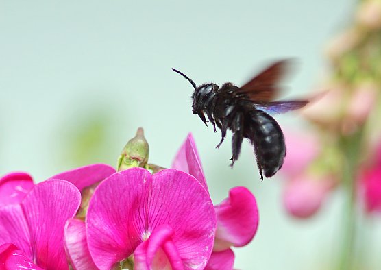 Blauschwarze Holzbiene (Foto: Lutz Klapp_NABU Thüringen) Blauschwarze Holzbiene (Foto: Lutz Klapp_NABU Thüringen)