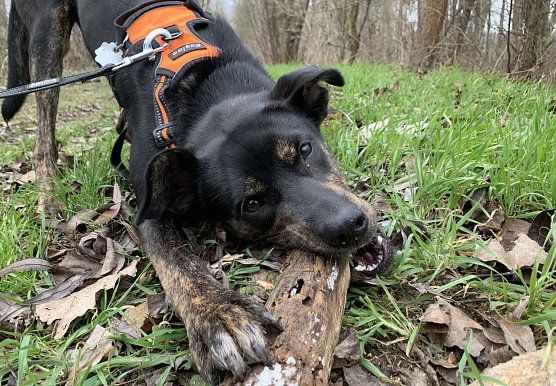 Brut-, Setz- und Aufzuchtzeit: Bitte Hunde an die Leine nehmen (Foto: emw) Brut-, Setz- und Aufzuchtzeit: Bitte Hunde an die Leine nehmen (Foto: emw)