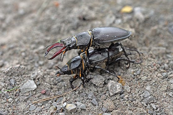 Bildunterschrift: Hirschkäfermännchen und Hirschkäferweibchen bei der Paarung (Foto: Andreas Lux ) Bildunterschrift: Hirschkäfermännchen und Hirschkäferweibchen bei der Paarung (Foto: Andreas Lux )