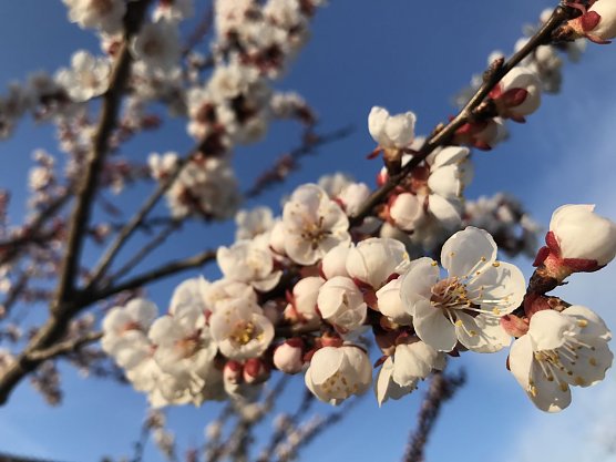 Wetterbild (Foto: nnz)