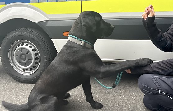 Gerettet: Junger Labradeorr&uuml;de lief auf der Autobahn umher (Foto: Autobahnpolizei)
