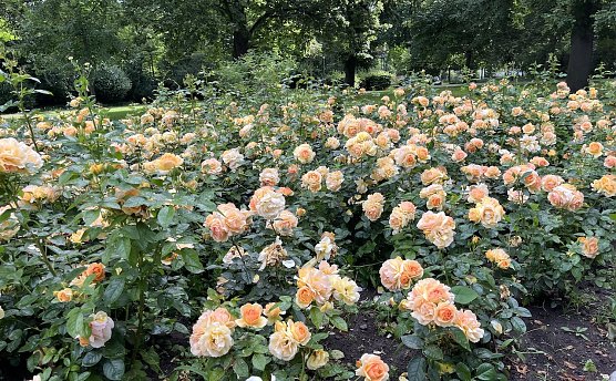 Weiterhin regnerisch und stürmisch in den nächsten Tagen (Foto: oas) Weiterhin regnerisch und stürmisch in den nächsten Tagen (Foto: oas)