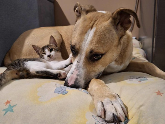 Tipps bei Heimtierallergien (Foto: Vier Pfoten) Tipps bei Heimtierallergien (Foto: Vier Pfoten)