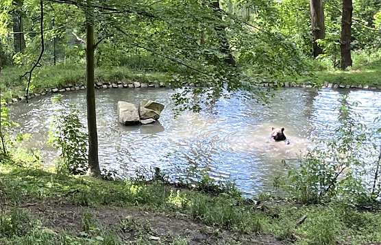 Abkühlung im Bärenpark Worbis (Foto: oas) Abkühlung im Bärenpark Worbis (Foto: oas)