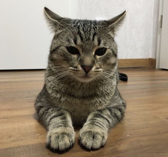 Kater Charly wird vermisst (Foto: Familie Schiller)