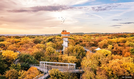 Die herbstliche Farbenpracht des Nationalparks Hainich l&auml;sst sich vom Baumkronenpfad aus am besten bestaunen.  (Foto: &copy; Trixi Mohring)