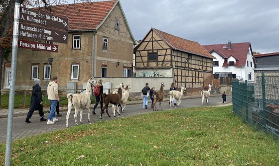 Lamakarawane am Erlebnis-Wandertag in Herbsleben (Foto: Eva Maria Wiegand)