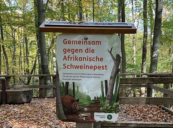Gemeinsam gegen die Afrikanische Schweinepest (Foto: Nationalpark-Verwaltung Hainich)