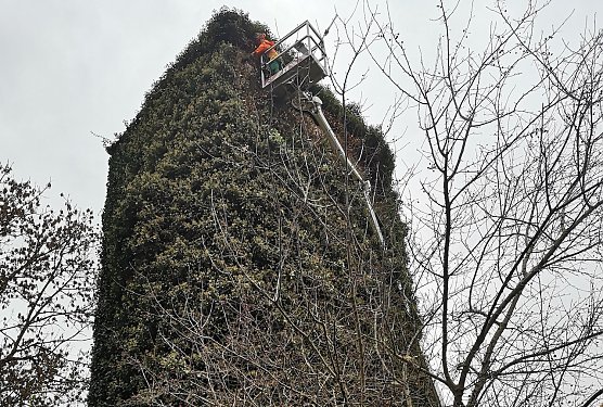 In luftiger H&ouml;he r&uuml;ckten Gartenbauamt und Feuerwehr dem Efeu am Wehrturm zu Leibe  (Foto: Stadt Bad Langensalza)