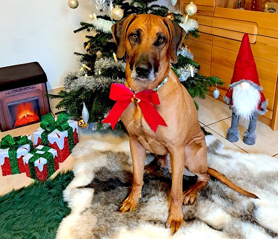 Rhodesian Ridgeback Asani am Weihnachtsbaum (Foto:  M. H&ouml;xtermann )