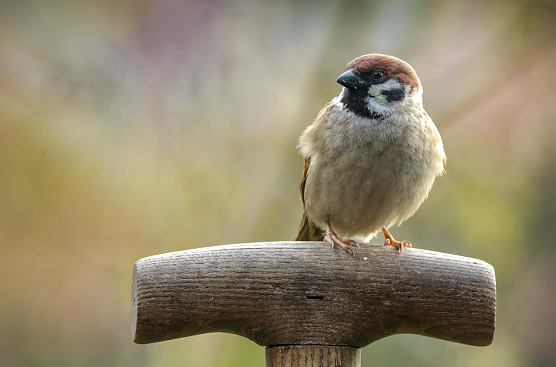 Der Feldsperling l&auml;sst sich auch im Winter blicken (Foto: NABU/Winfried Rusch)