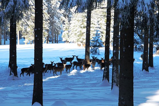  Mit Wildruhezonen und Winterf&uuml;tterungen, wie hier im Forstamt Frauenwald, sollen Wildtiere im winterlichen Wald vor St&ouml;rungen durch Freizeitnutzer gesch&uuml;tzt werden (Foto: Dr. Horst Spro&szlig;mann)