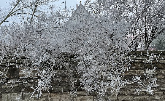 Eine Frostnacht gilt es noch zu überstehen (Foto: oas) Eine Frostnacht gilt es noch zu überstehen (Foto: oas)