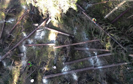 Holzernte nie in Alleinarbeit! St&auml;ndige Ruf-, Sicht- oder sonstige Verbindungen k&ouml;nnen lebensrettend sein (Foto: Jan B&ouml;hm)