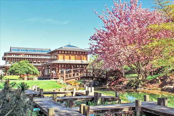 Kirschblüte im japanischen Garten (Foto: KTL Bad Langensalza) Kirschblüte im japanischen Garten (Foto: KTL Bad Langensalza)