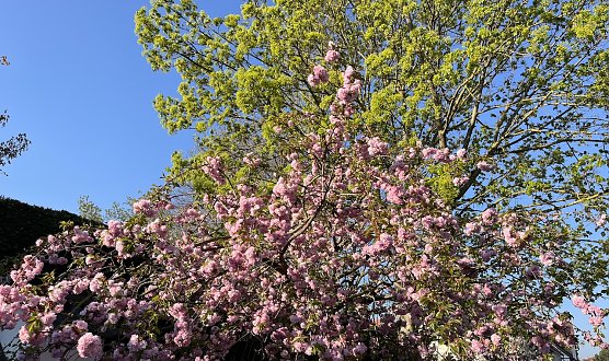 Massiver Regen stört in den nächsten tagen das Frühlingsbild (Foto: oas) Massiver Regen stört in den nächsten tagen das Frühlingsbild (Foto: oas)