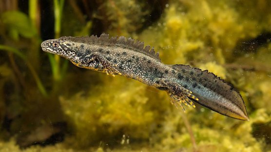 Der Kammmolch (Foto: &copy; Konrad K&uuml;rbis)