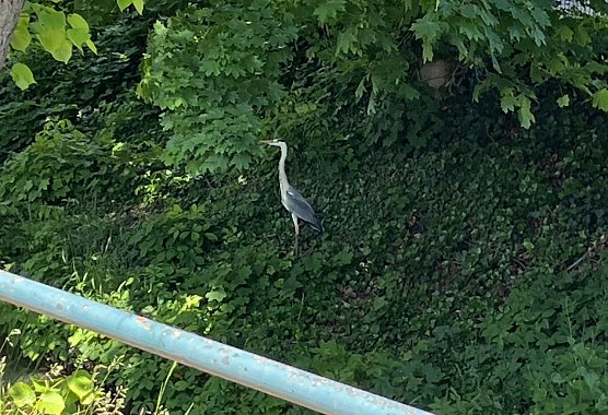 Die ersten Zaung&auml;ste sichern sich bereits vor dem Rennen die besten Pl&auml;tze (Foto: oas)