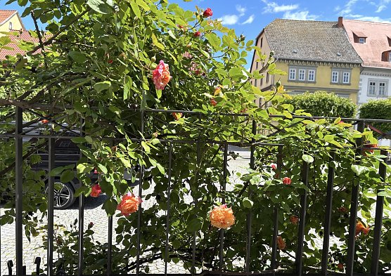 Die Rosenbl&uuml;te ist in vollem Gange  (Foto: oas)