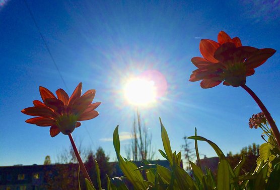 Symbolbild Sommerhitze (Foto: emw)