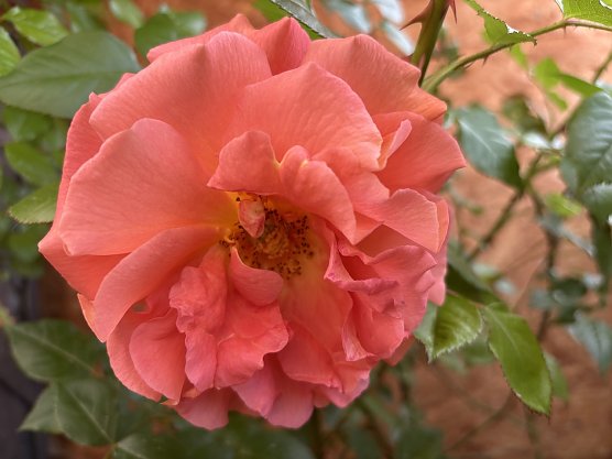 Rosenbl&uuml;te in vollem Gange (Foto: oas)