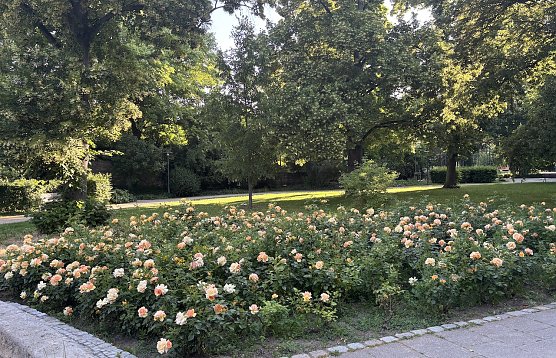 Rosenfeld im Kurpark Bad Langensalza (Foto: oas)