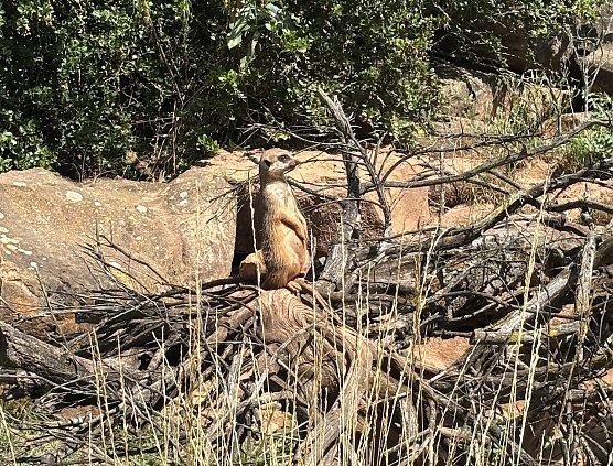 Im Zoopark Erfurt (Foto: oas) Im Zoopark Erfurt (Foto: oas)