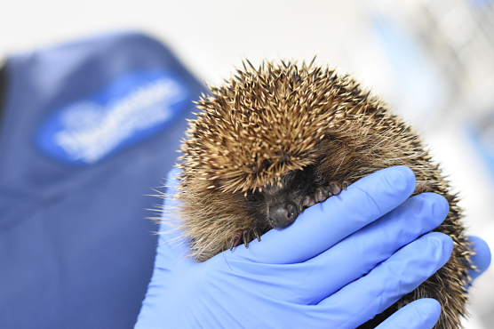 Junger Igel (Foto: Jukebox)