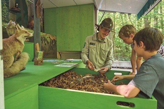 Ranger Tag im Nationalpark Hainich (Foto: Nationalpark-Verwaltung Hainich)