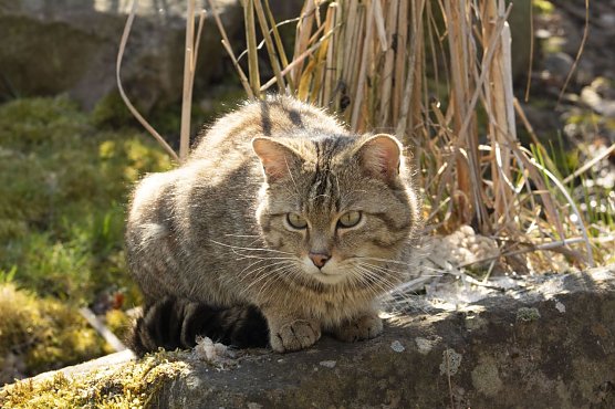 Wildkater Leo im Katzendorf (Foto: John Crucius)