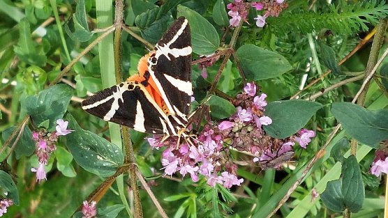 Schmetterling des Jahres 2025  (Foto: Sabine Schr&ouml;der)