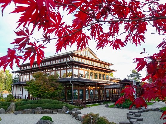 Herbstliche Ahornf&auml;rbung im Japanischen garten (Foto: KTL)