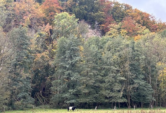 Herbstidyll am Alten Stolberg (Foto: oas)