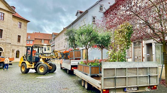 Auf dem Weg ins Winterquartier: Palme, Olive & Co. (Foto: Eva Maria Wiegand) Auf dem Weg ins Winterquartier: Palme, Olive & Co. (Foto: Eva Maria Wiegand)