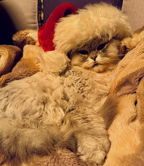 Kater Willy (Foto: Anja ZIckenroth)