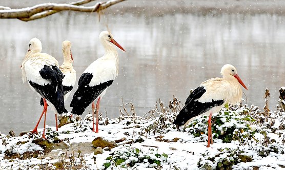Wei&szlig;st&ouml;rche kehren trotz winterlichen Temperaturen nach Th&uuml;ringen zur&uuml;ck (Foto: Harald Bott/NABU-Naturgucker)