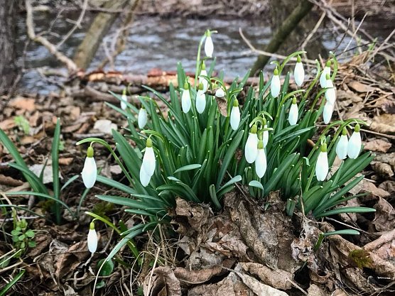 Schneegl&ouml;ckchen sieht man derzeit &uuml;berall.  (Foto: ssc)